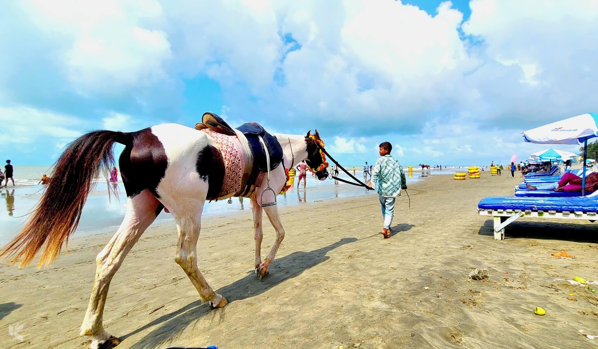 Decorated horse on beach