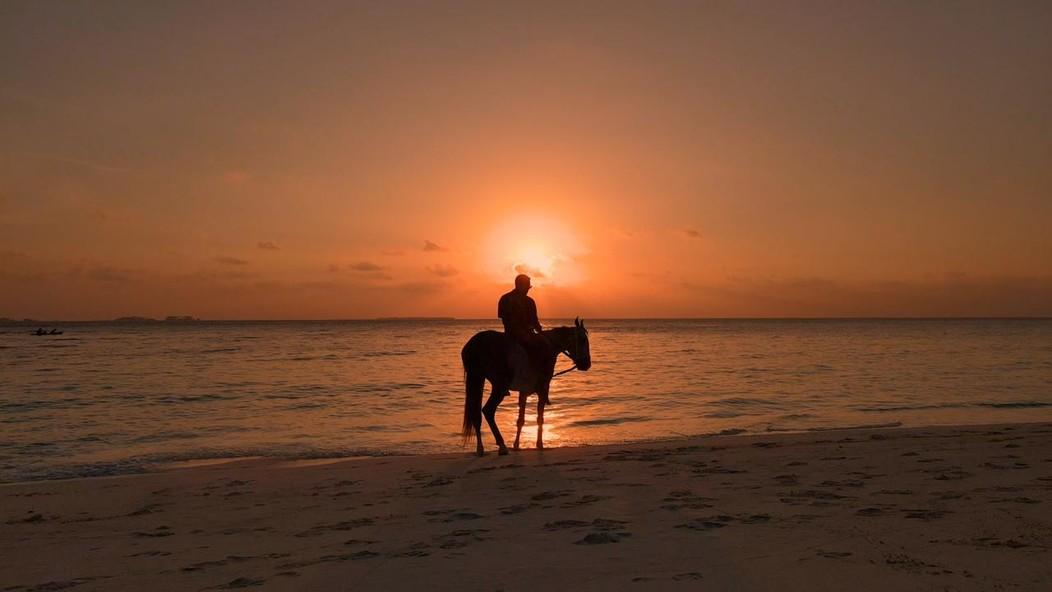 Horse sunset
