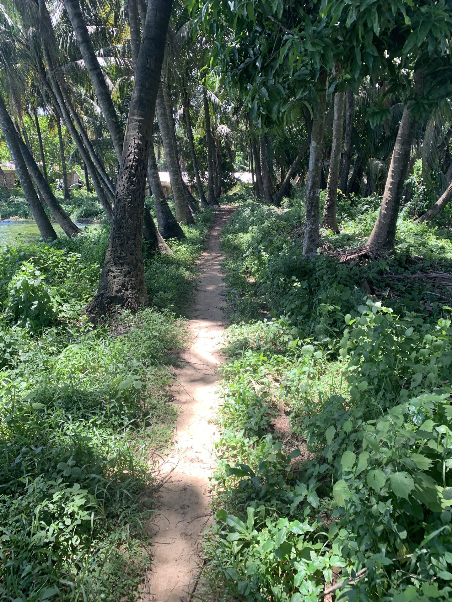 Sandy footpath through a coconut grove